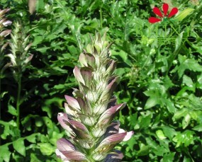 Acanthus mollis - Akant miękki