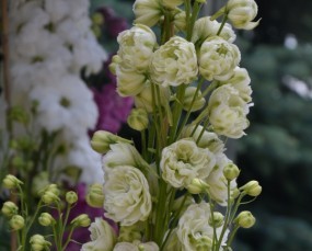 Delphinium elatum F1 Green Twist - Ostróżka wyniosła