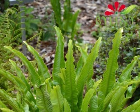 Phyllitis scolopendrium - Języcznik zwyczajny