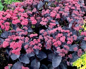 Sedum telephium Cherry Truffle - Rozchodnik miłosny