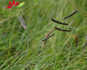 Bouteloua gracilis - Butelua smukła