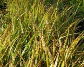 Calamagrostis brachytricha - Trzcinnik krótkowłosy
