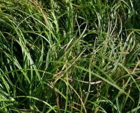 Carex caryophyllea The Beatles - Turzyca wiosenna