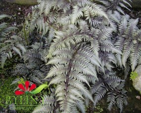 Athyrium niponicum - Wietlica japońska