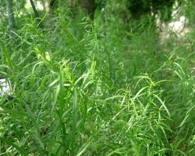 Artemisia dracunculus - Artemisia draganek