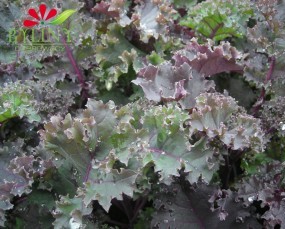 Brasicca oleracea - Jarmuż / warzywa