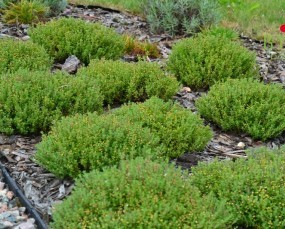 Thymus vulgaris Compactus - Tymianek pospolity